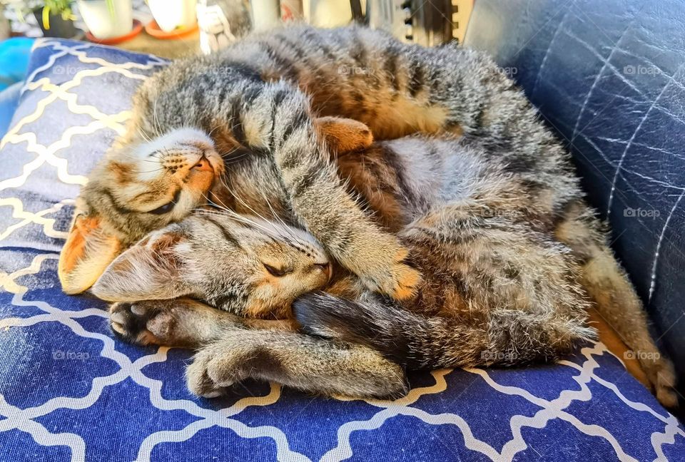 Cuddling kitties. Two little cuddling kitties.