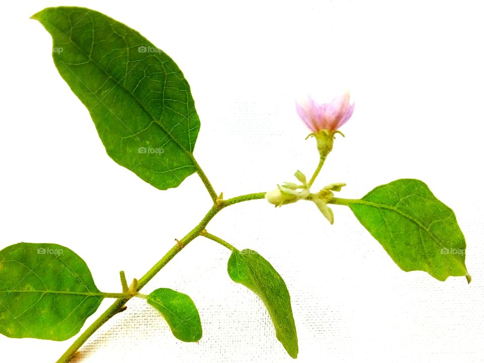 white background,eggplant