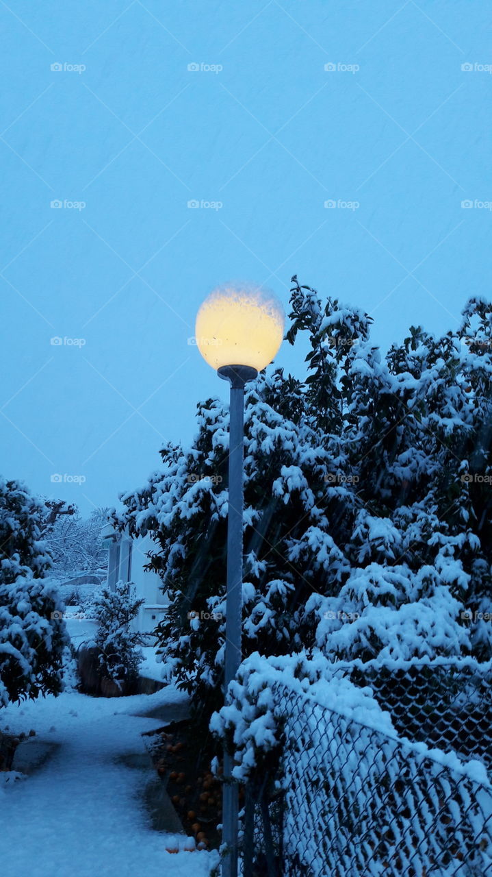 Snow, Winter, Frost, No Person, Tree