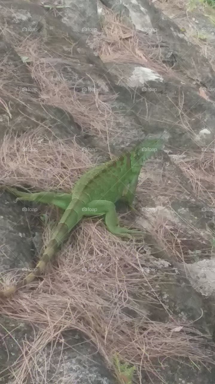 Large bright green Iguana at a park southern Florida