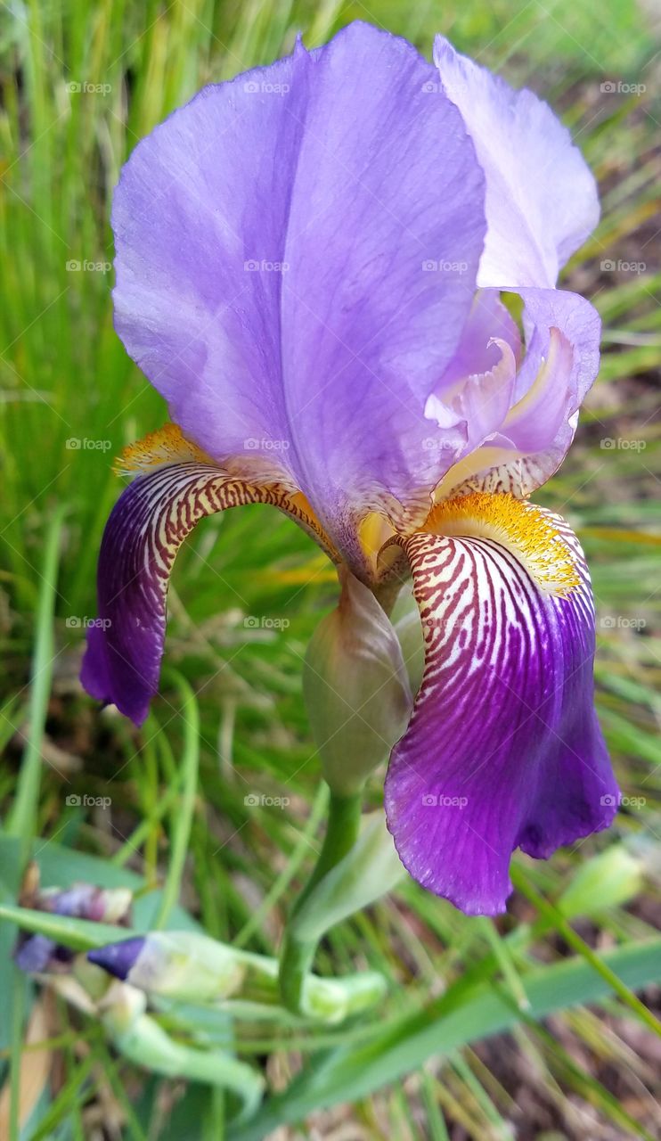 bearded iris in purple and yellow.  green grass.