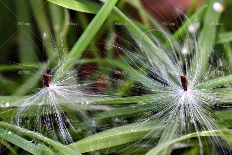 two seeds on grass