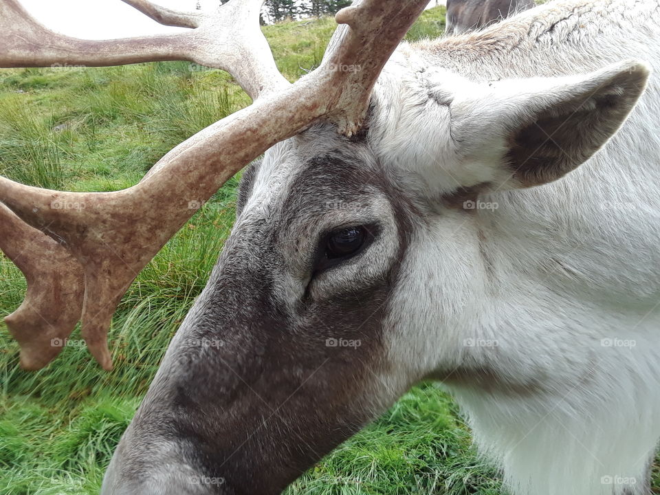 Close up caribou head