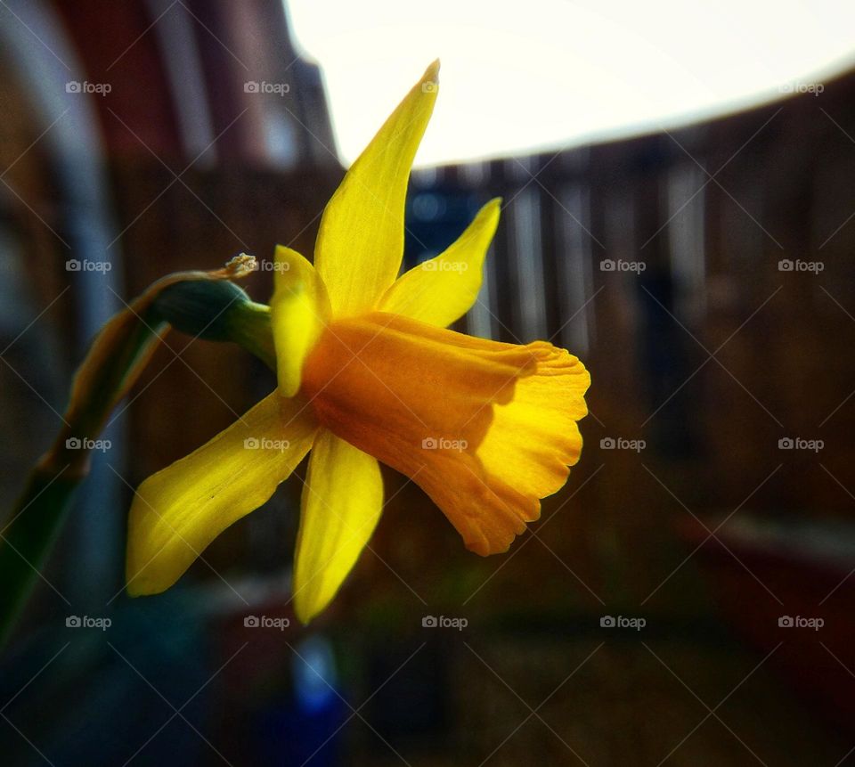 Daffodil