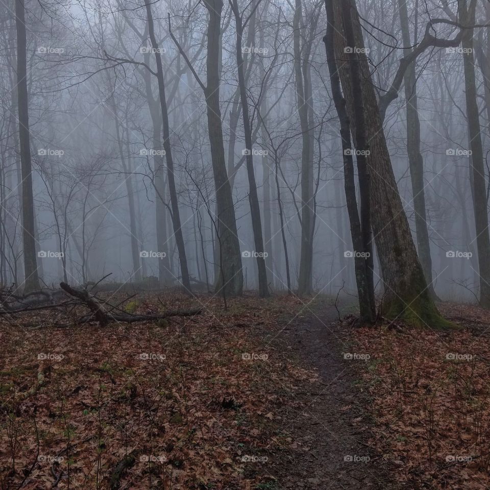 Brumley Mountain Trail - Foggy Forest