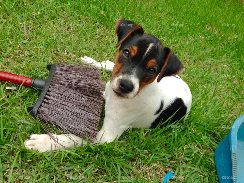 Brazilian Terrier "Fox Paulistinha"