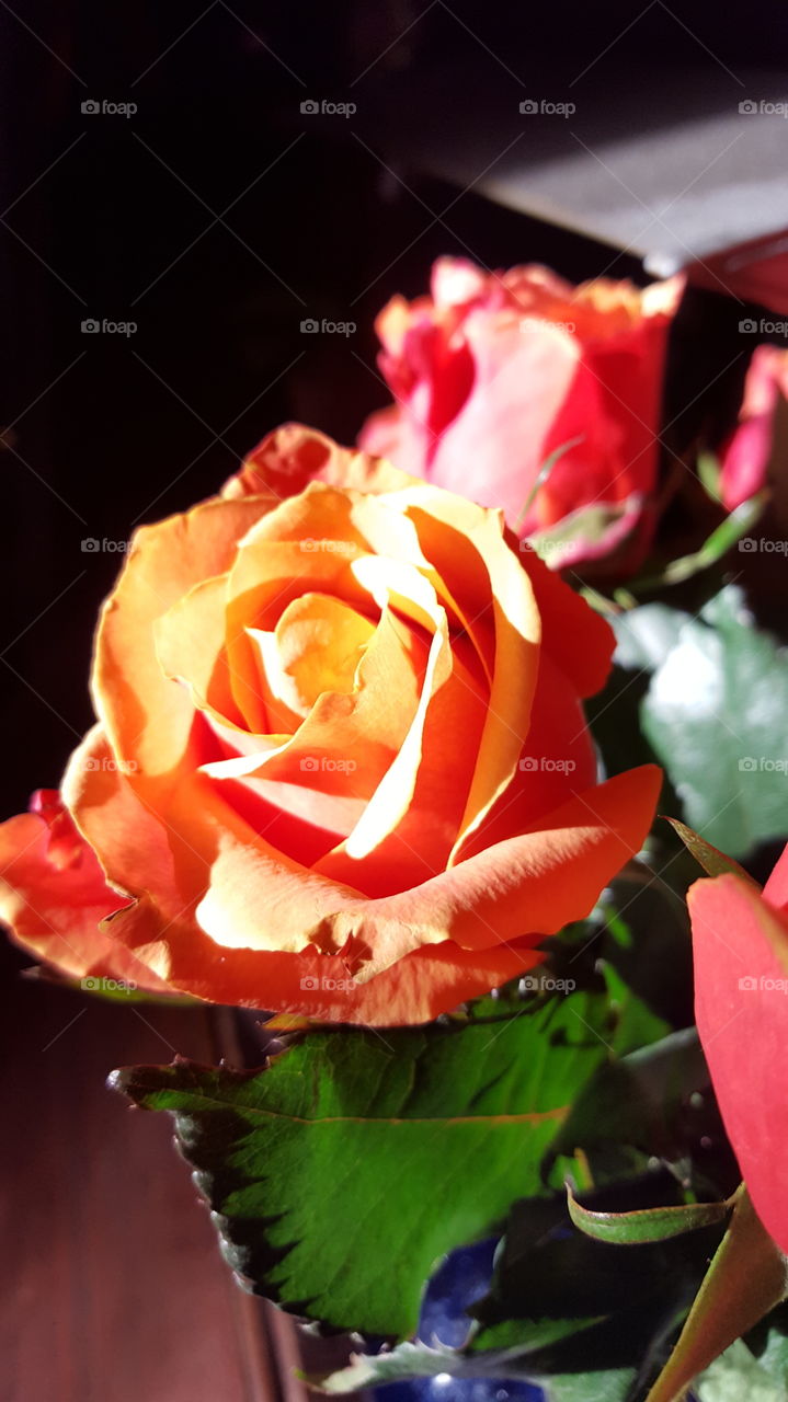 orange rose