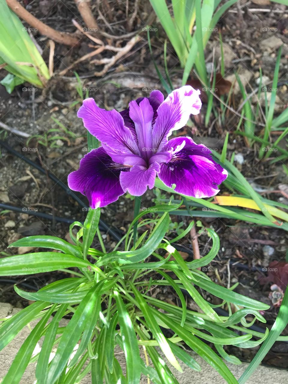 Spring blooming California iris
