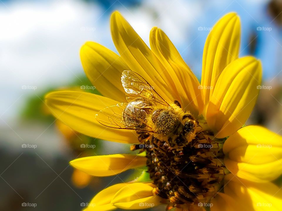 A bee covered in yellow pollen while pollinating a yellow sunflower.