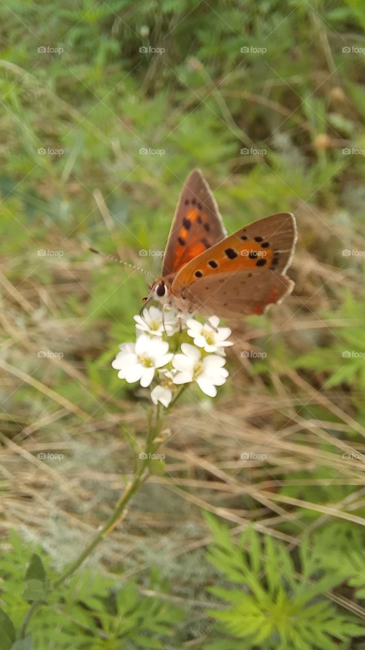 butterfly on a flower