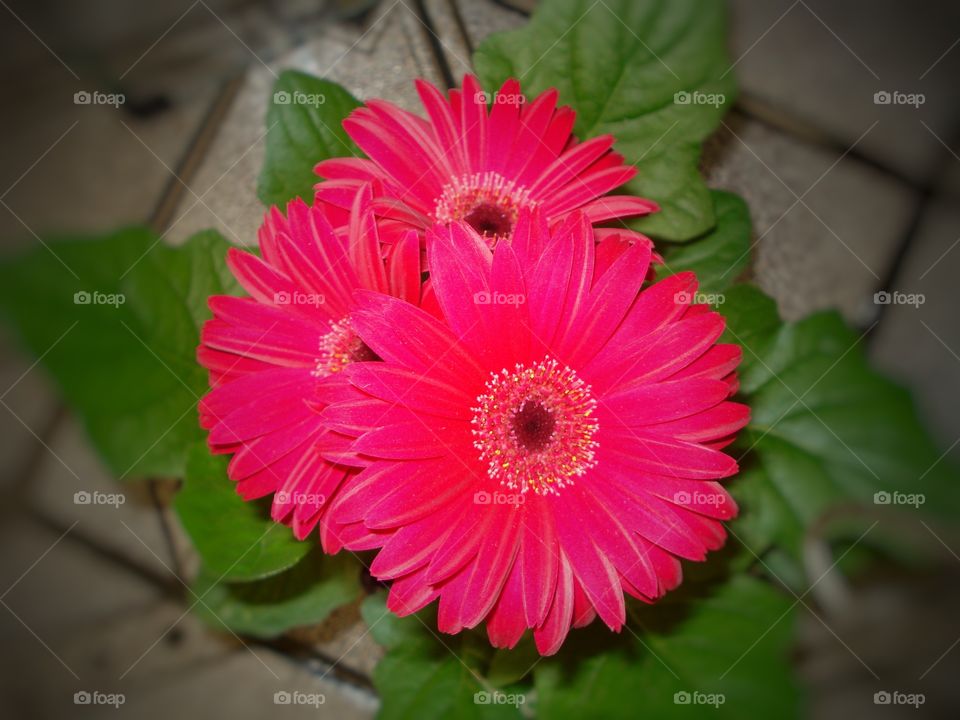 flores vermelhas red