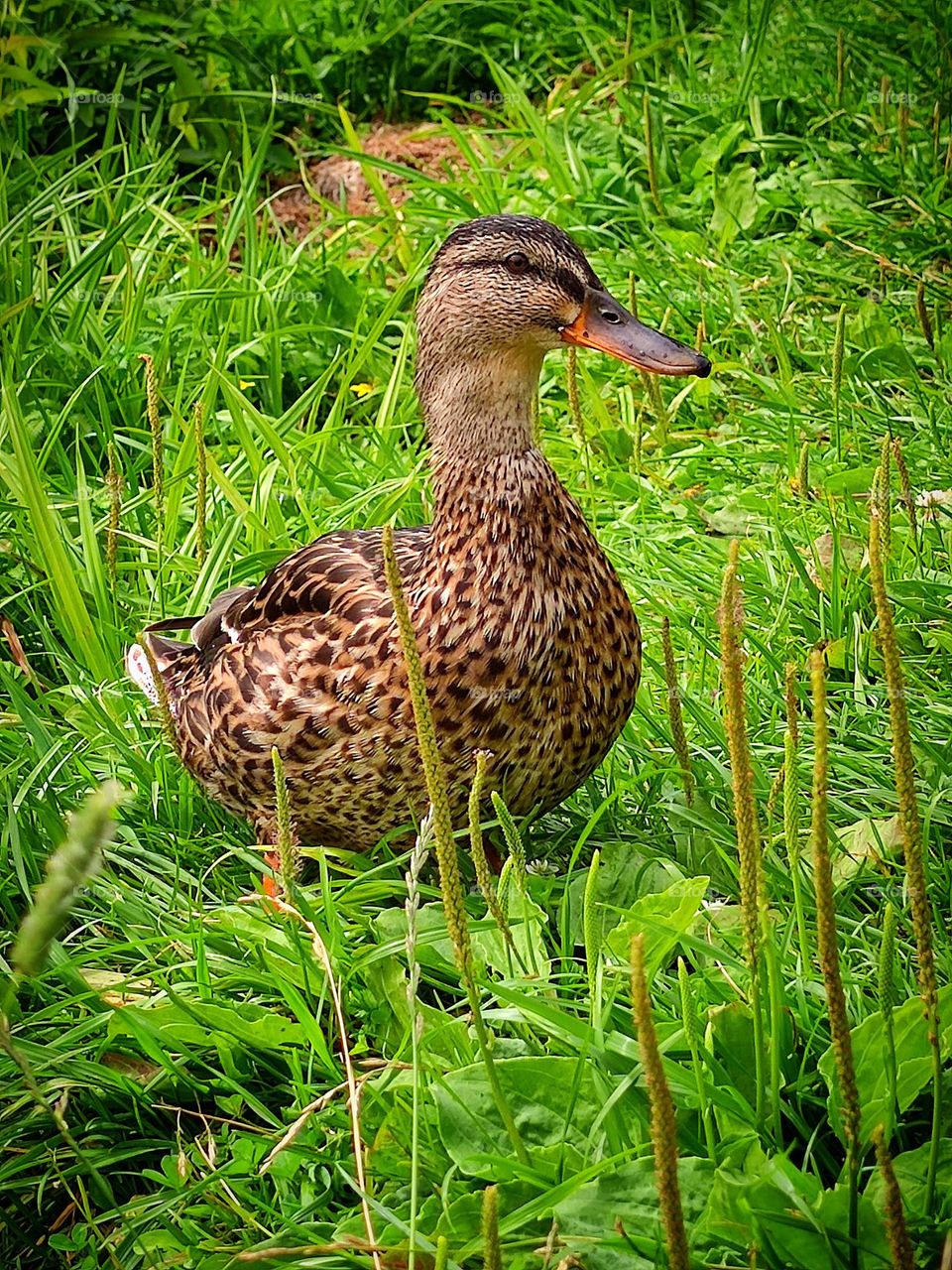 Duck stands on green grass