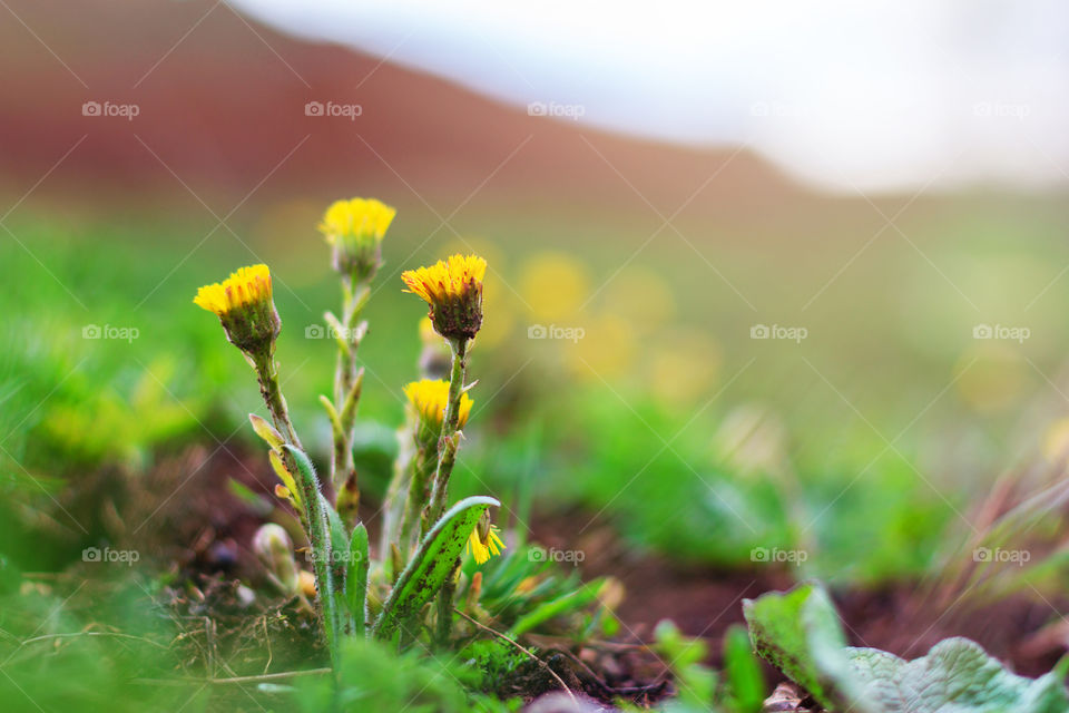 Blooming foalfoot