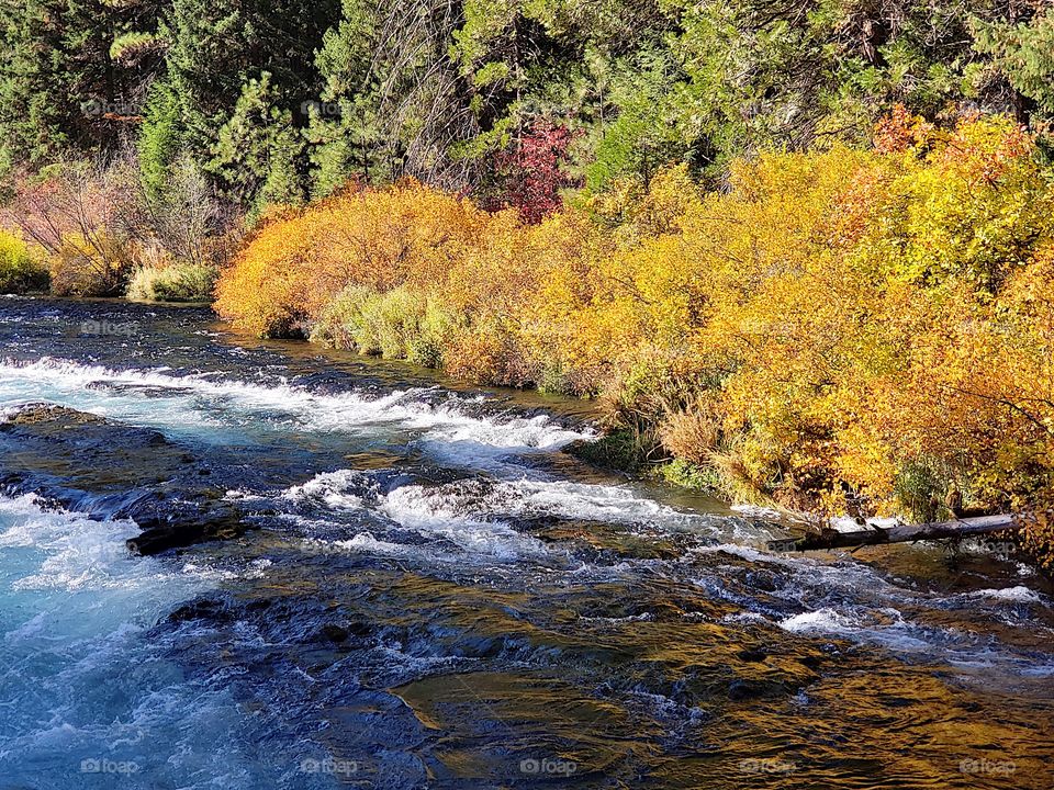 Stunning fall colors on the riverbanks of the turquoise waters of the Metolius River at Wizard Falls in Central Oregon on a sunny autumn morning. 