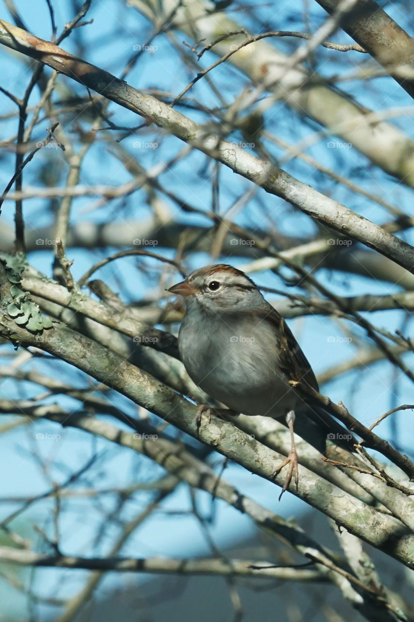 Chipping Sparrow on a spring day