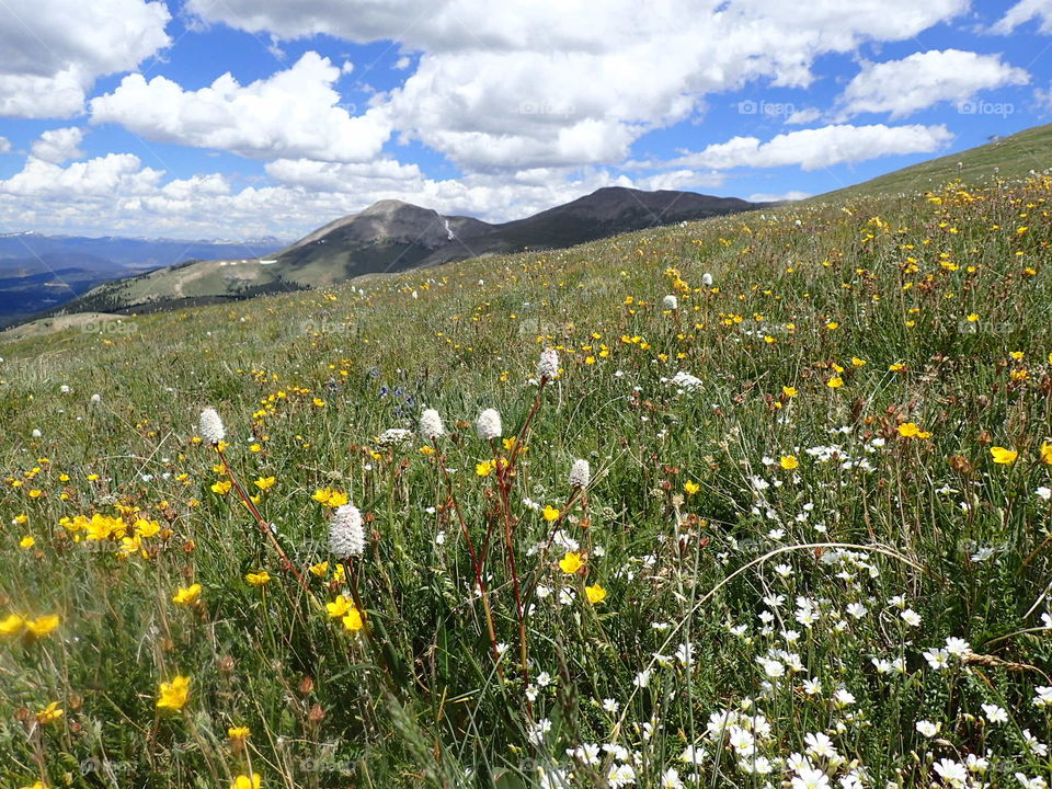 Hiking in Colorado wildflowers