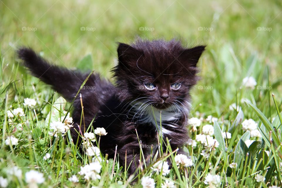 Black kitten in the garden