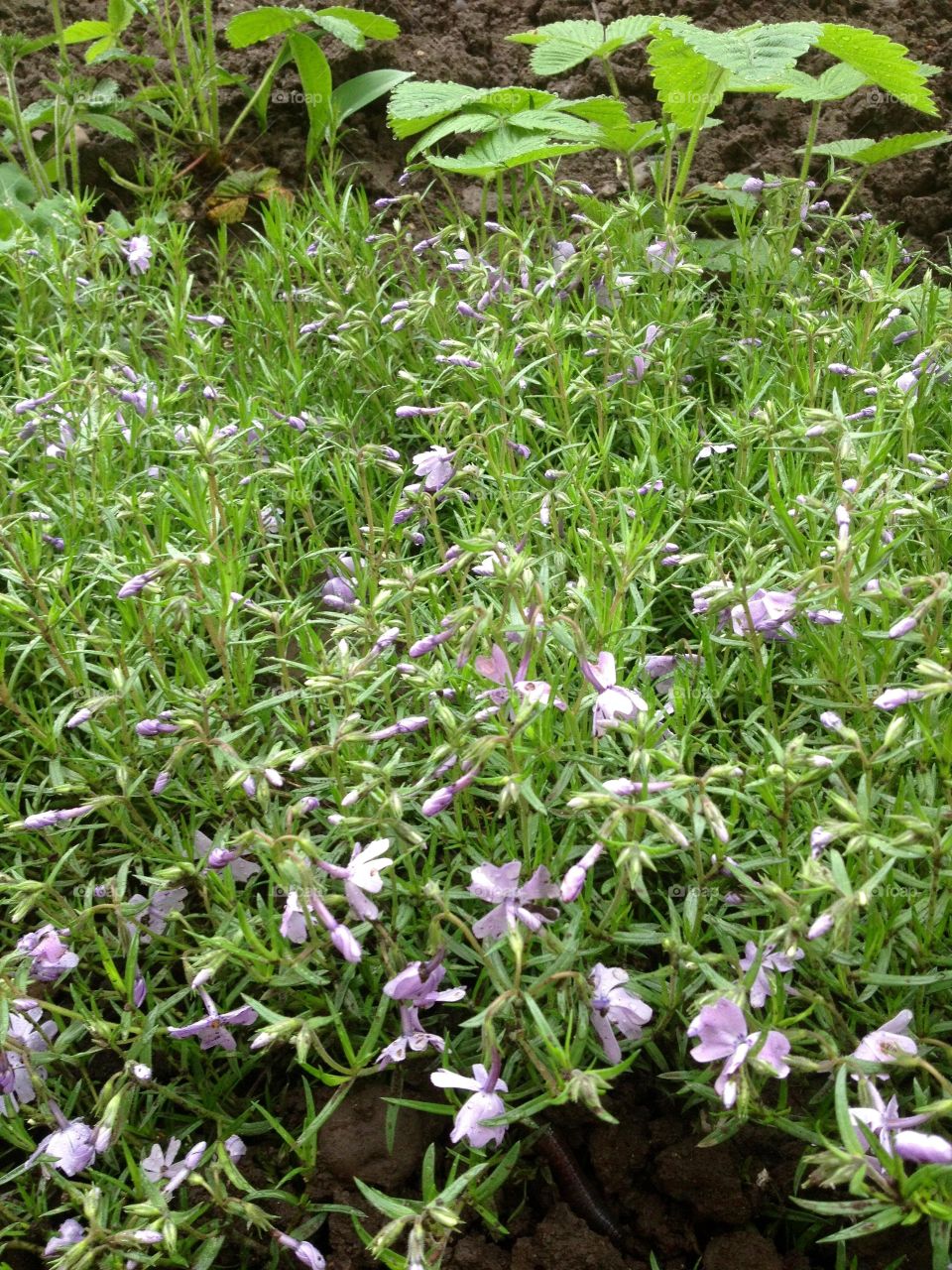 Spring flowers in grass