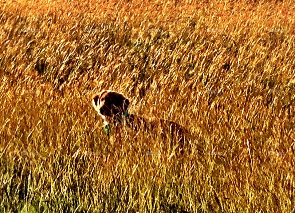 Puppy's first ranch trip