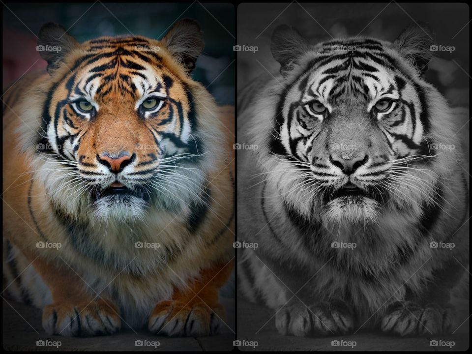 I have a question, which picture you like more: a) colorful b) black and white c) I do not like any. Thank you :)