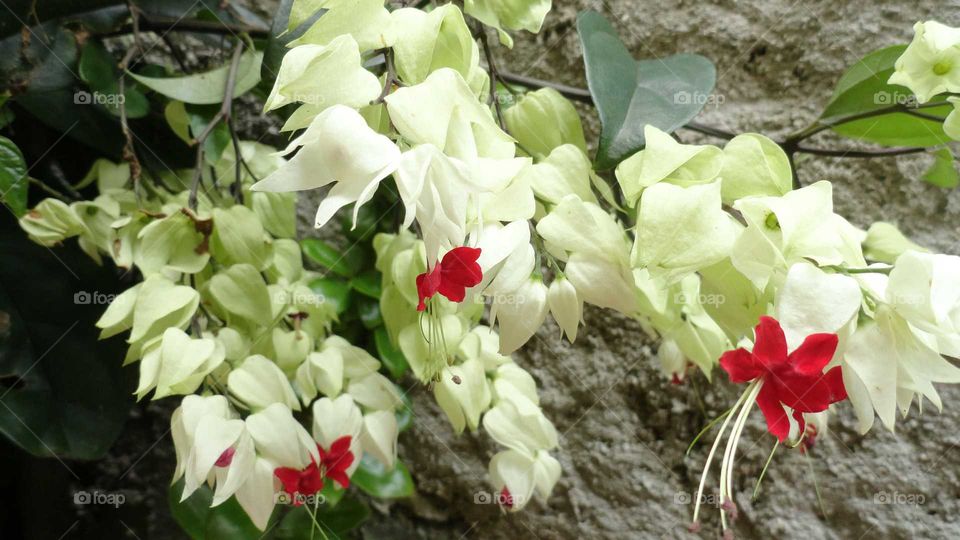 Clerodendrum thomsoeniae, ornamental plant.