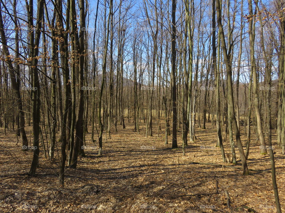 Forest in spring before leafing