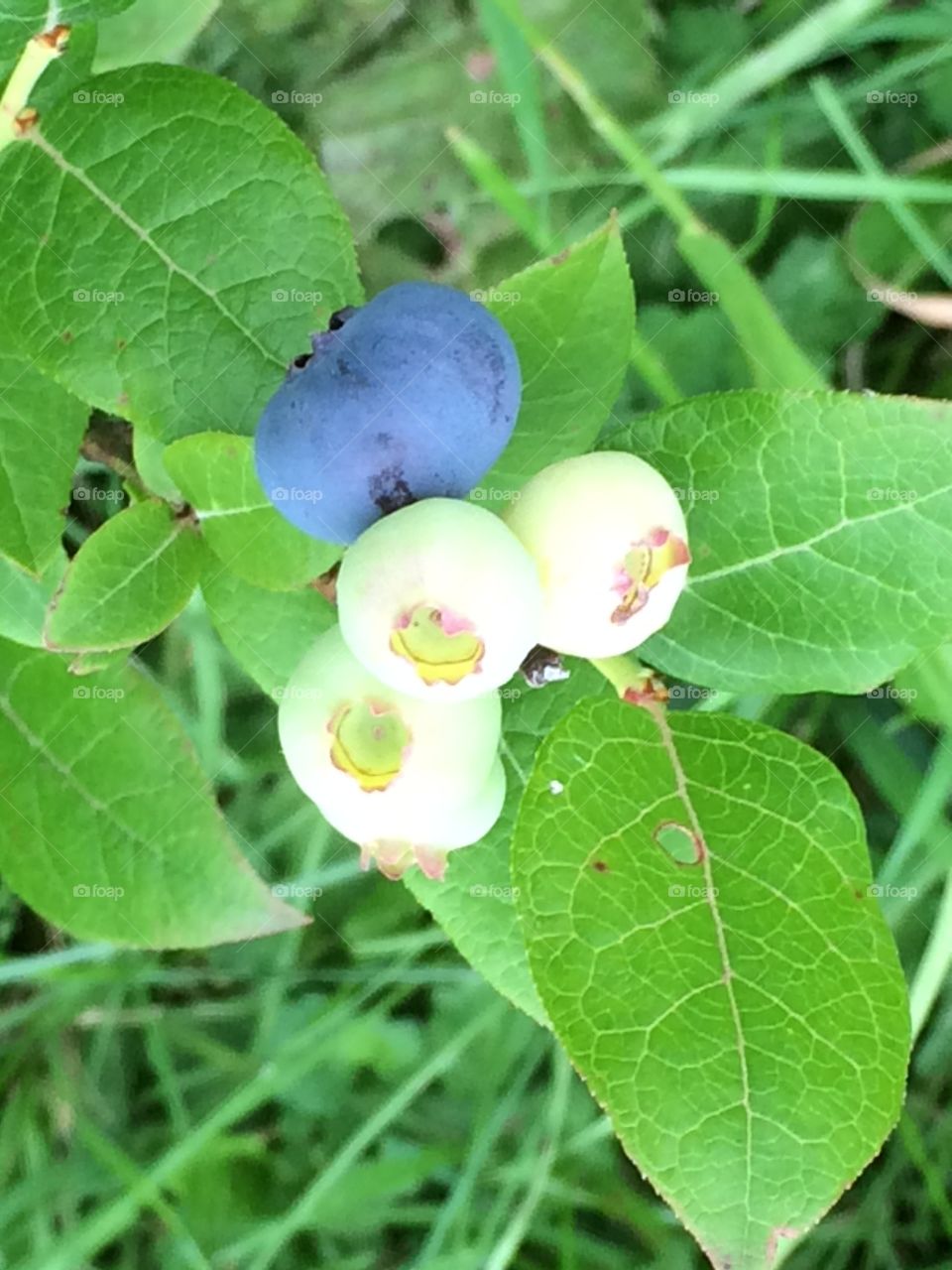 Blueberries