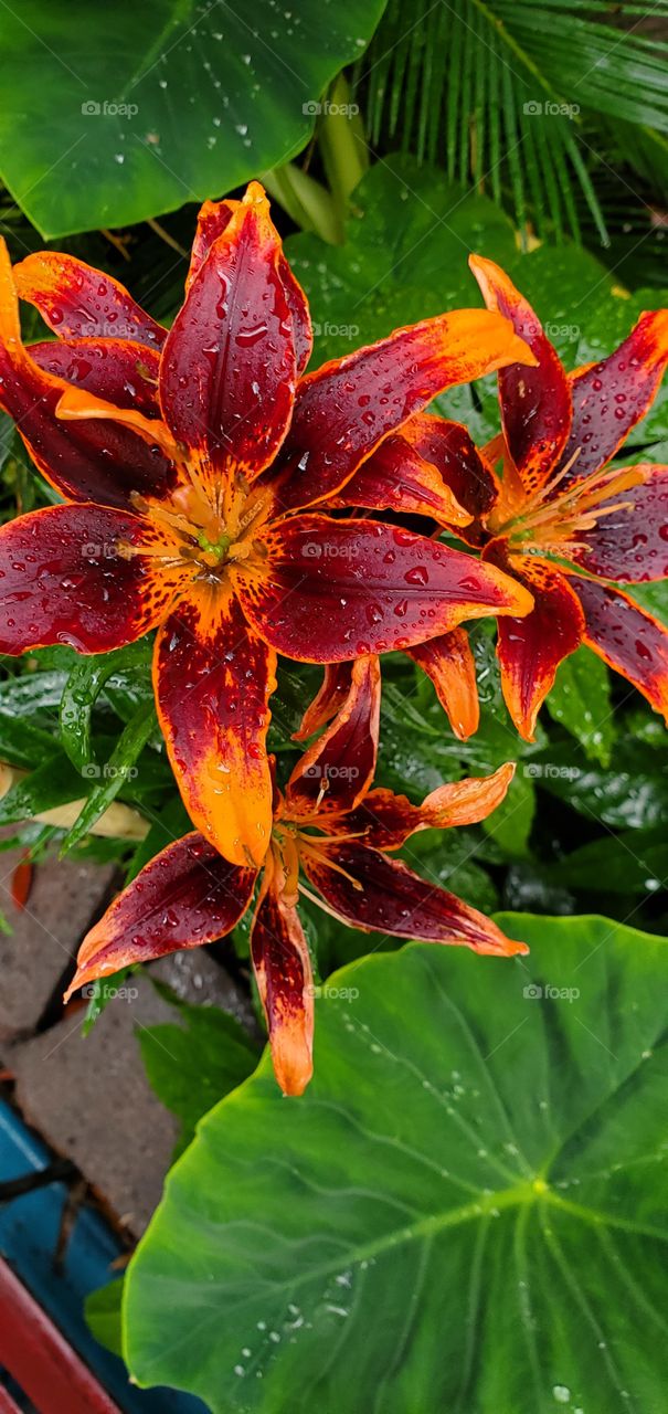 Lilly flowers