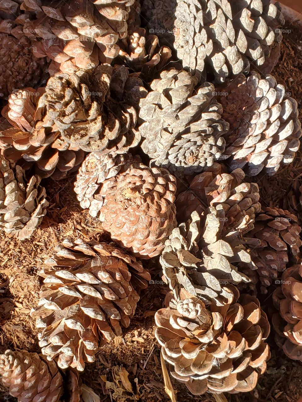 Pine Cones in Early Morning Light
