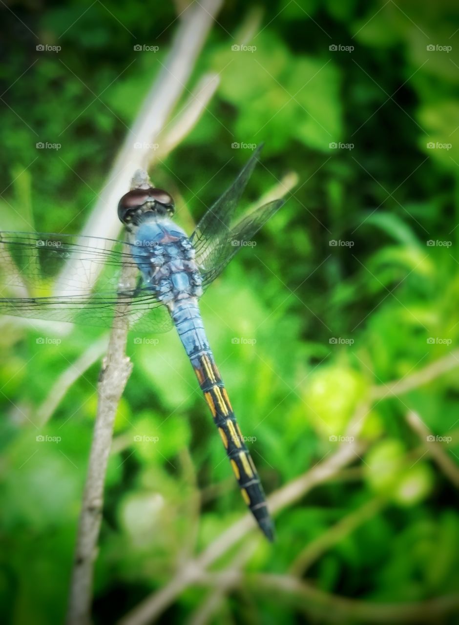 Dragonfly