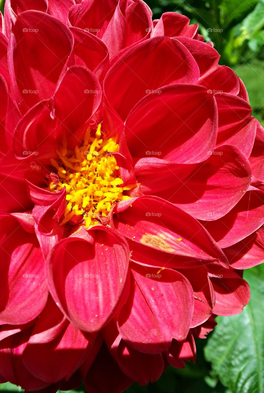 Red dahlia in the sun