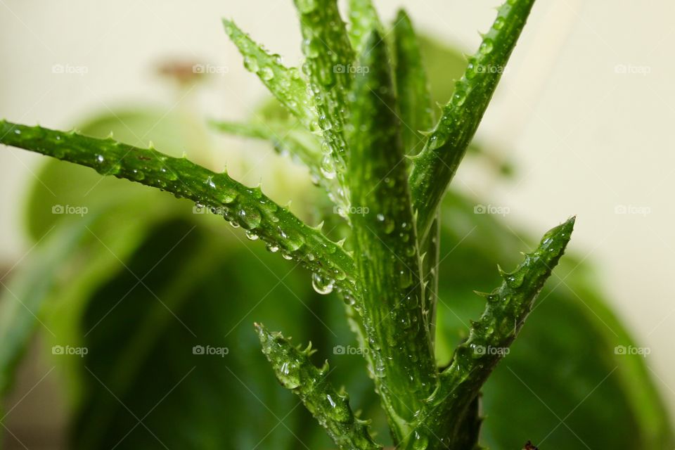 wet plant with raindrops