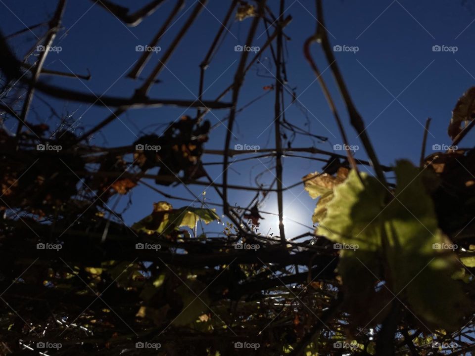 Through the natural net