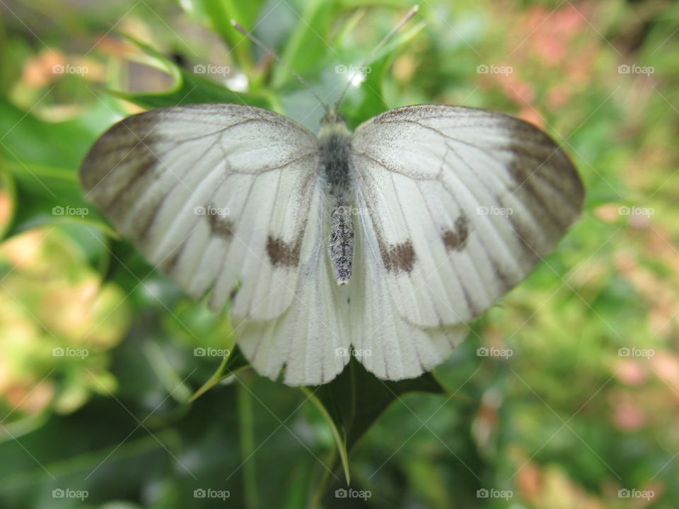 cabbage white butterfly perched on holly🦋