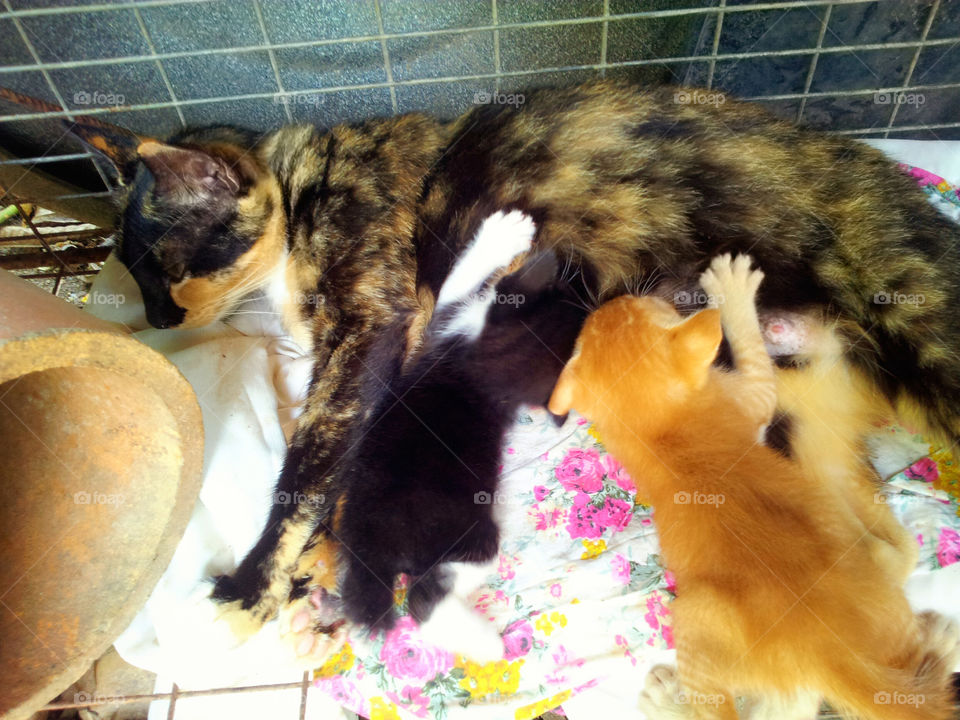 Kittens having lunch. Bunch of kitten safe under their mothers bossom