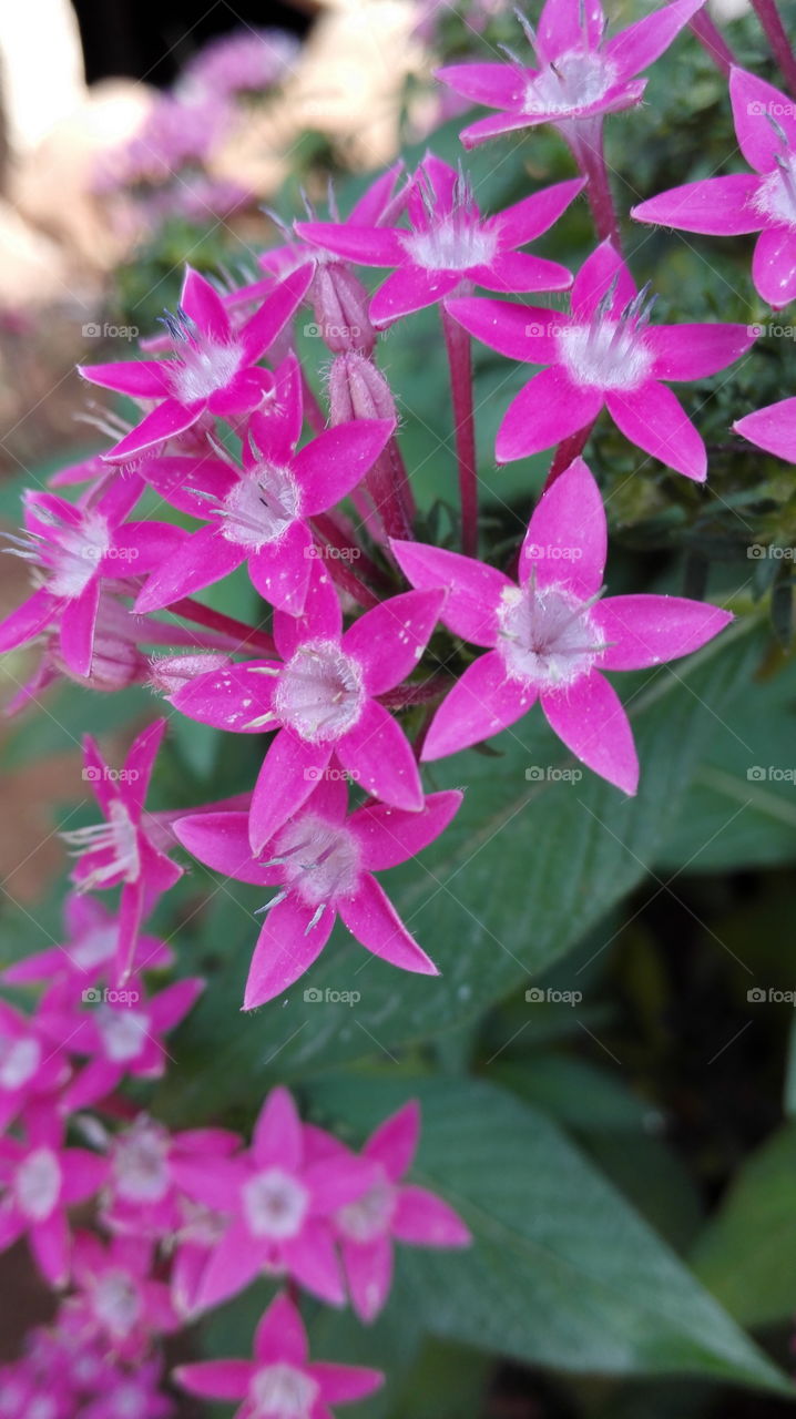 pink flowers