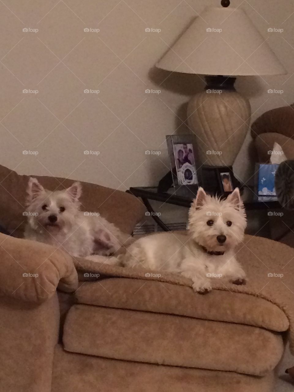 West highland terriers 