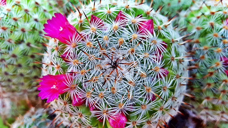 High angle view of cactus flower