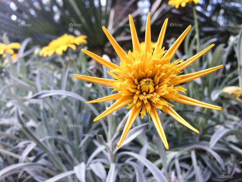 Yellow flower standout 