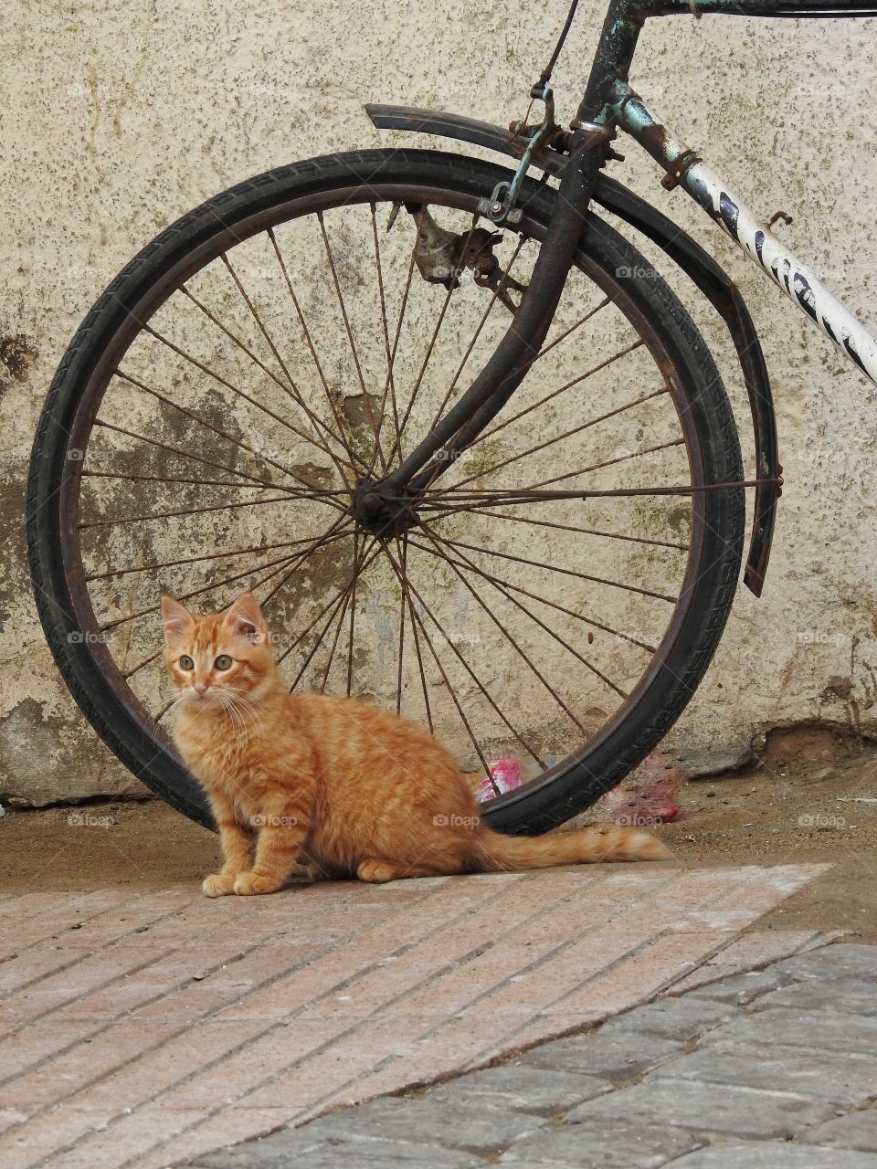 Kitten by bike