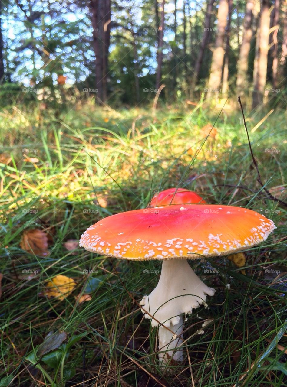 Close-up of toadstools in grass