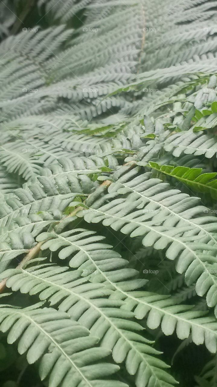 Fern