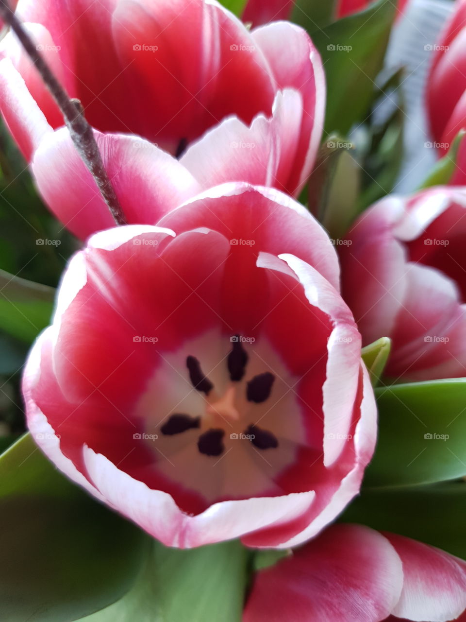 tulips