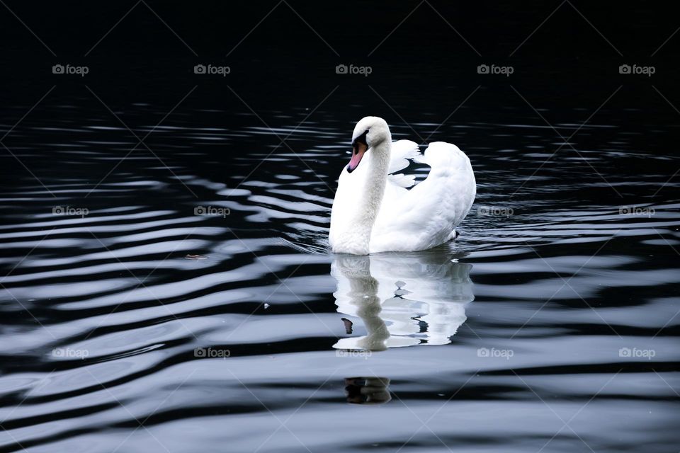 One beautiful white swan bird swimming in dark lake water with small wave patterns and reflection 