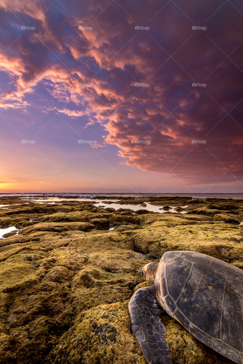 Close-up of tortoise on mossy rock