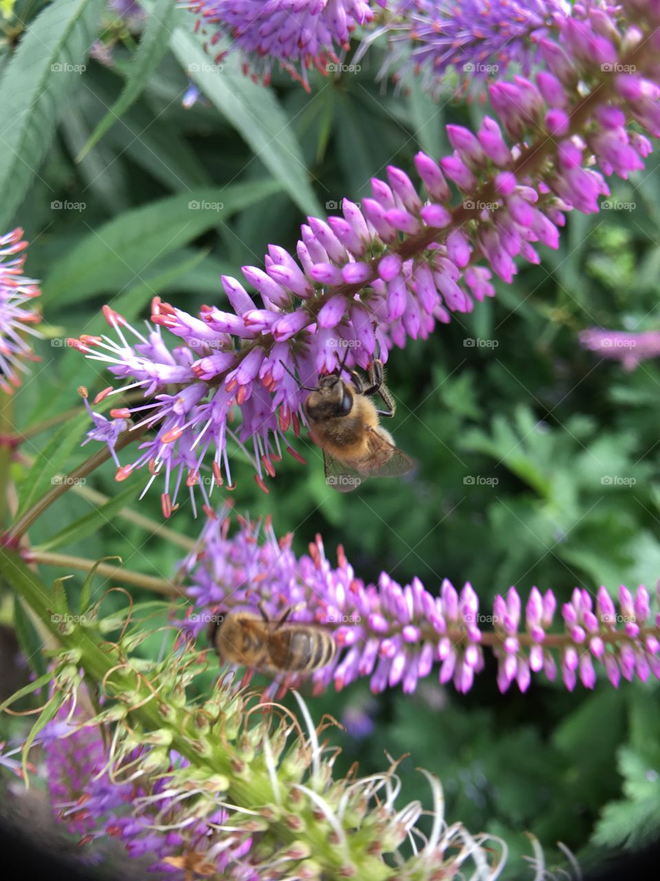 Purple flowers