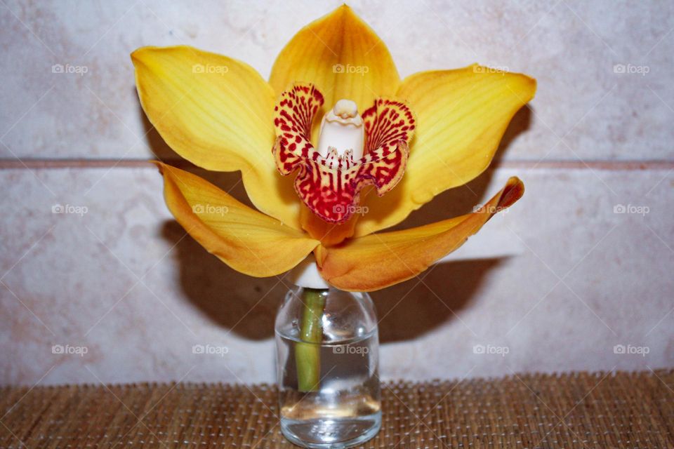 Yellow orchid