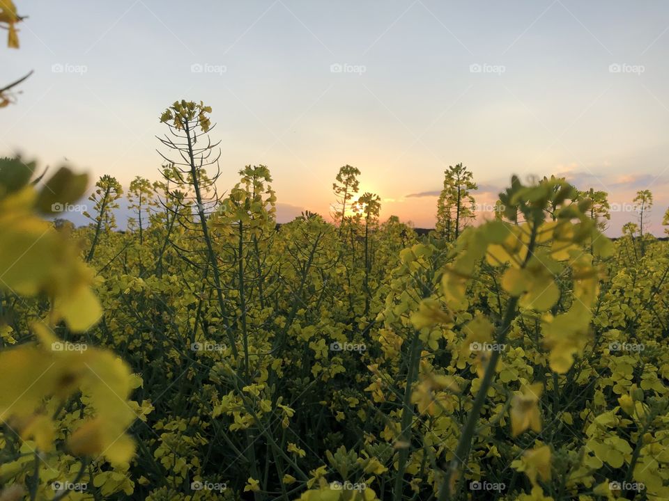 Rape Field at Sunset 