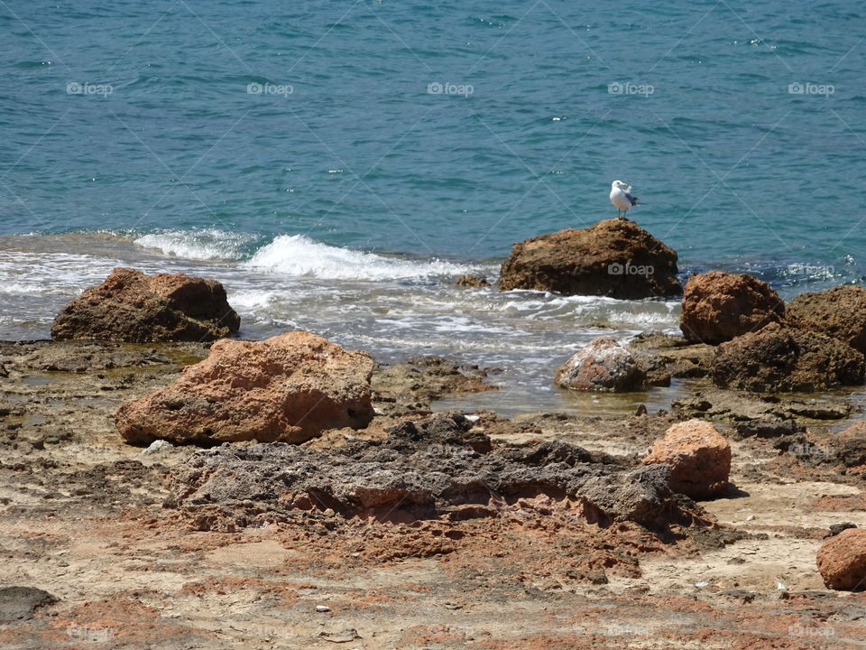 Seagull perching on rock at beach