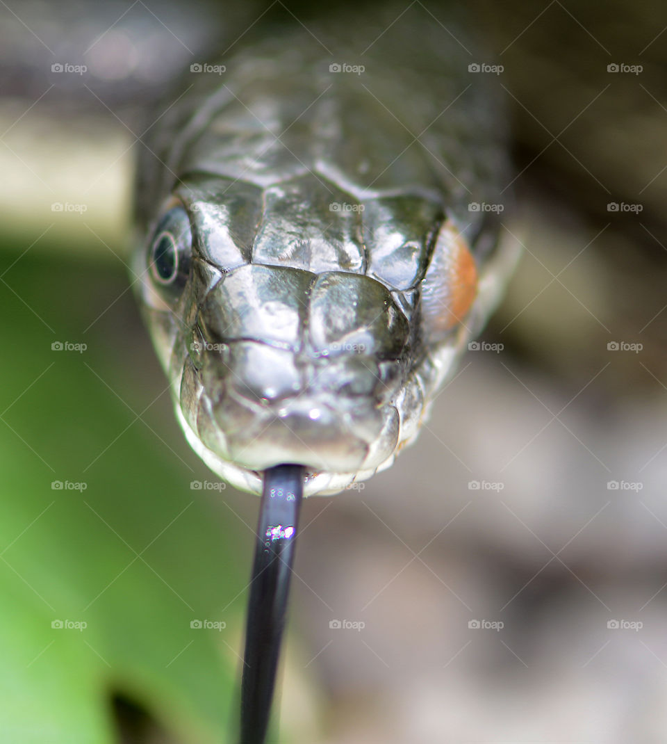 One eyed black snake with its tongue sticking out